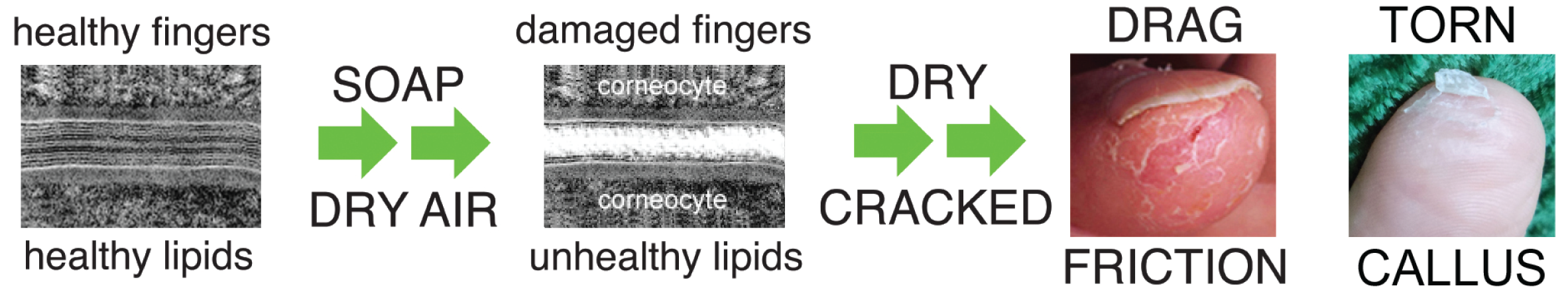 How Cracks Develop